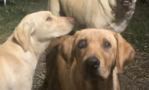 Dr. Allyson D. Palgon, OD