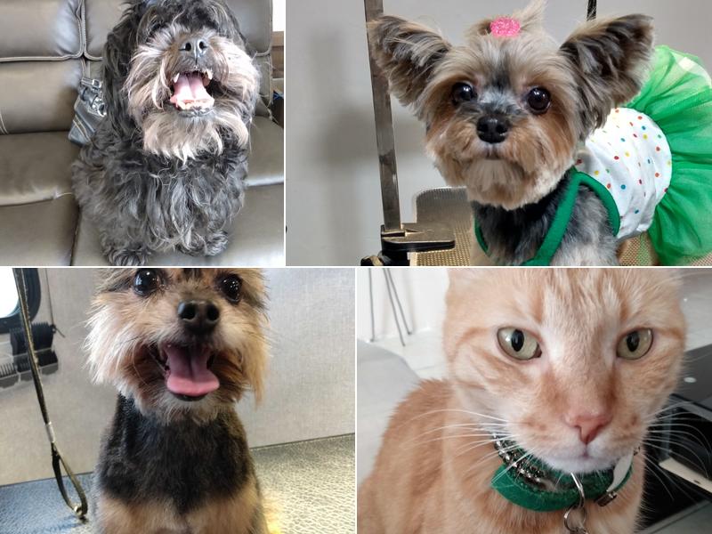 Happy Hounds grooming