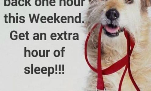 PUP-EEZ Professional Pet Sitting