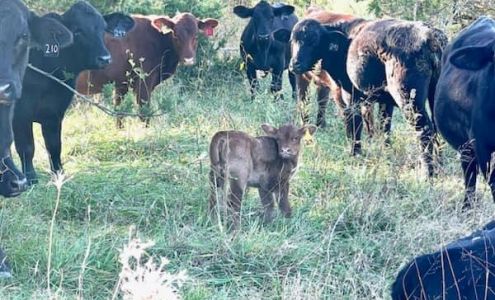 Red Bud Farms Lockesburg