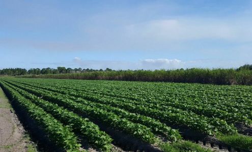 Thomas Produce Company