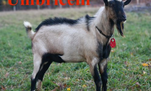 Barn First Creamery Westfield
