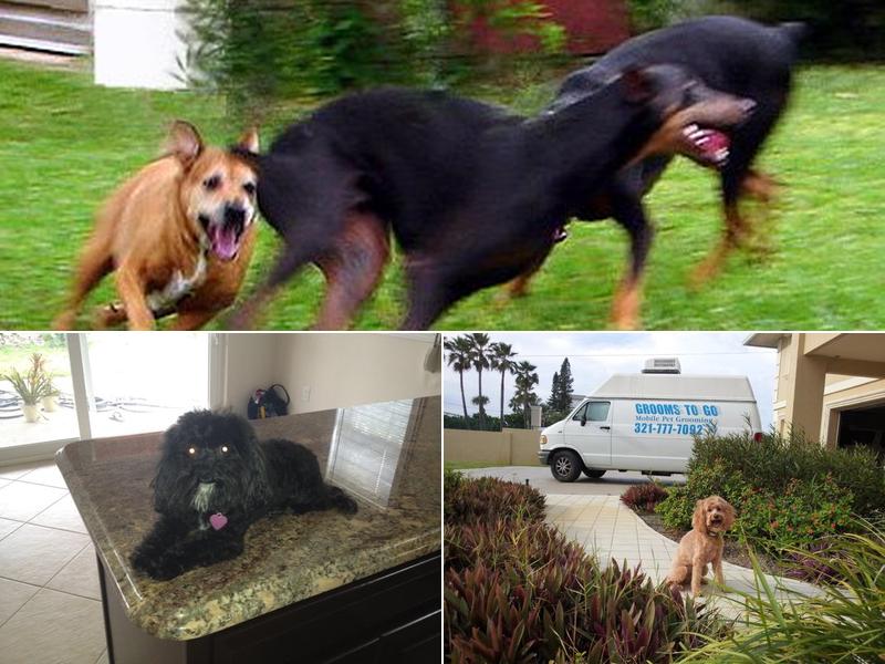 Grooms to Go Mobile Grooming