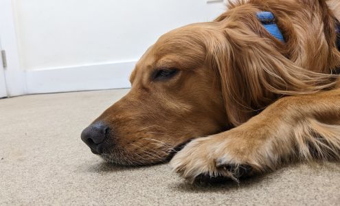 My Pet Hospital - Emergency & Urgent Care