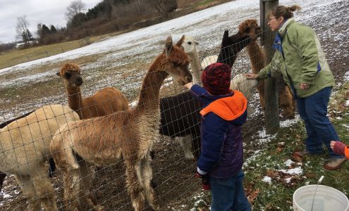 Locey Creek Alpacas Middlebury Center