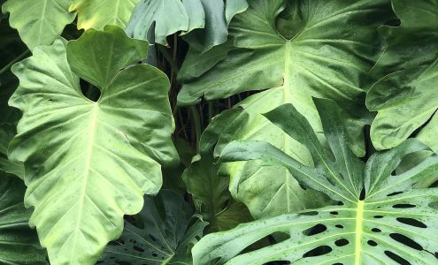 Adams? Greenhouses West Springfield