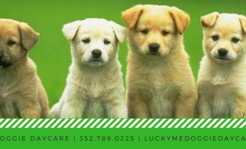 Lucky Me Doggie Daycare & Supplies