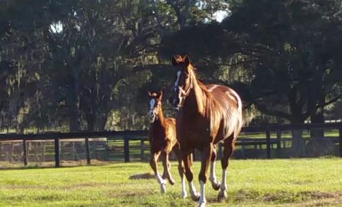 Buena Vista Farm Equine Reproduction And Foaling Center