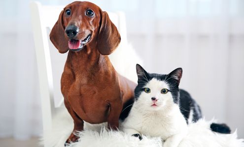 Animal Eye Care, inc