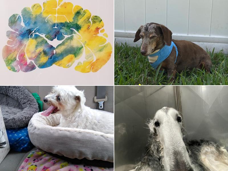 Levine Veterinary Neurology