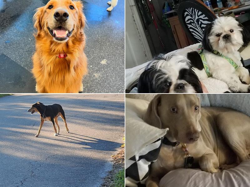 Waggington private doggie daycare and boarding