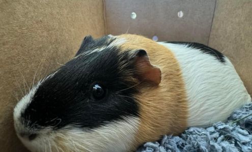 Terra Vista Animal Hospital San Bernardino California 