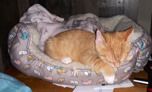 Madison Oglethorpe Animal Shelter Danielsville