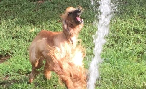 Furst Class Pet Resort North High Shoals Georgia 