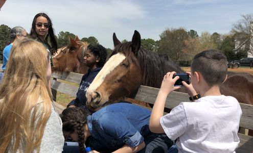 Classic City Clydesdales Bishop