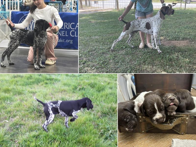 All American Pointers (German shorthaired pointers)