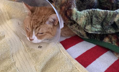 Sandy Paws Veterinary Clinic