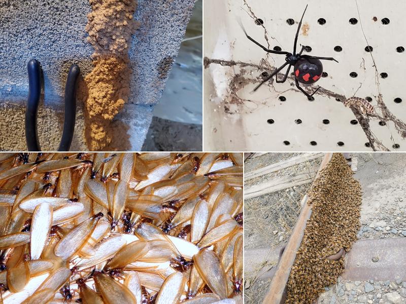 Central Termite and Pest Control