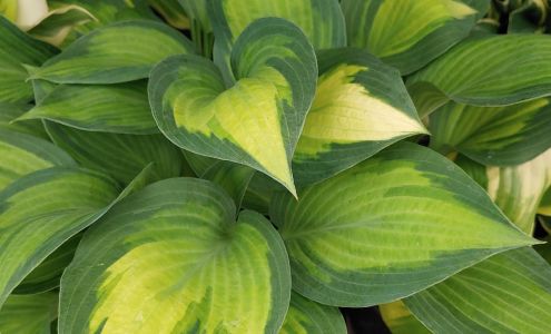 Gardening by Lisa Rose