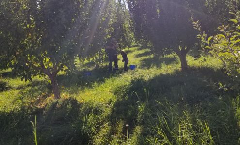 Williams Fruit Ranch