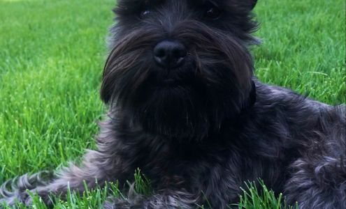 sWAG's Pet Fence Company