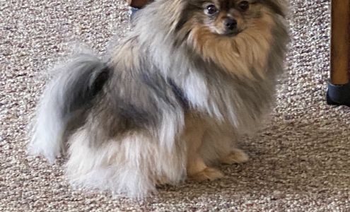 815 Grooming 7103 N Alpine Rd, Loves Park Illinois 61111