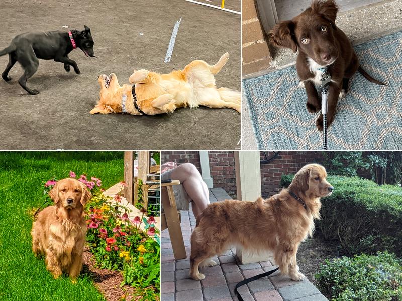 Cloud K9 Academy Dog Training