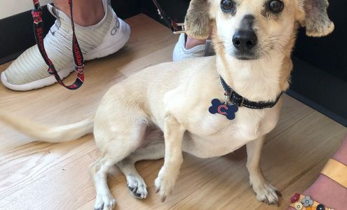 Oz Animal Hospital Rogers Park