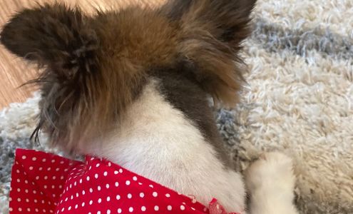 Pink Poodle Dog Boutique