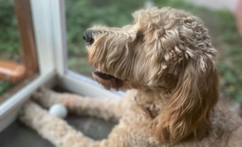 Poochi's Pet Grooming 2920 N Main St, Decatur Illinois 62526