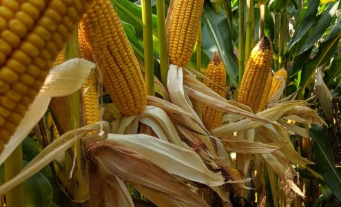 Rosetree Consulting LLC Shillington