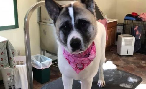 Pup Kuttz 2157 KY-3445, McKee Kentucky 40447