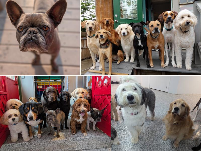 Happy Hounds Dog Day Care