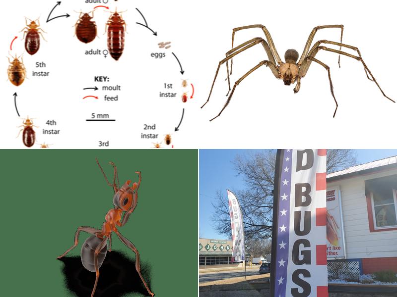 Bug-A-Way Termite & Pest Control