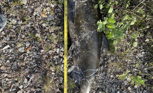 Gordon's Bait & Tackle Glennie