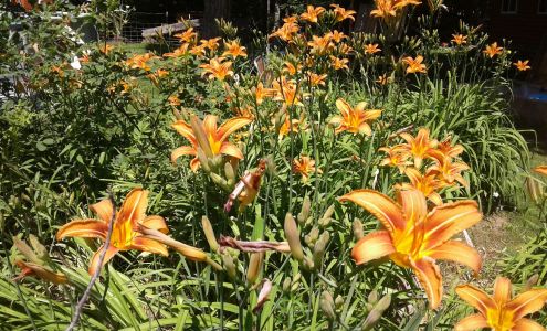 Trenary Gardens Trenary