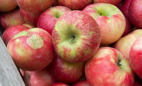 The Big Apple Orchard Mount Vernon