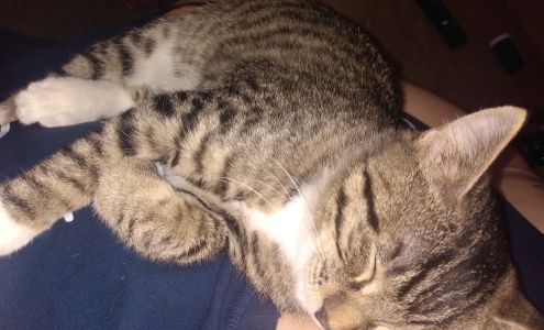 Spay & Neuter Kansas Inc