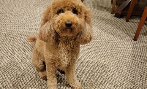 Soggy Dawg Grooming and Boarding 3399 Burkland Blvd, Hebron Estates Kentucky 40165