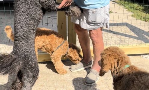 Waggin' Tails Stay And Play