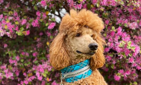 Foxy Paws Boutique 120 Dennis Dr Suite 1, Lexington Kentucky 40503