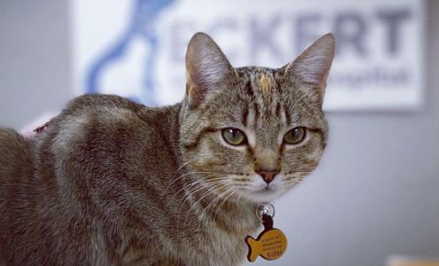 Eckert Veterinary Hospital 248 Shannon Run Rd, Versailles Kentucky 40383