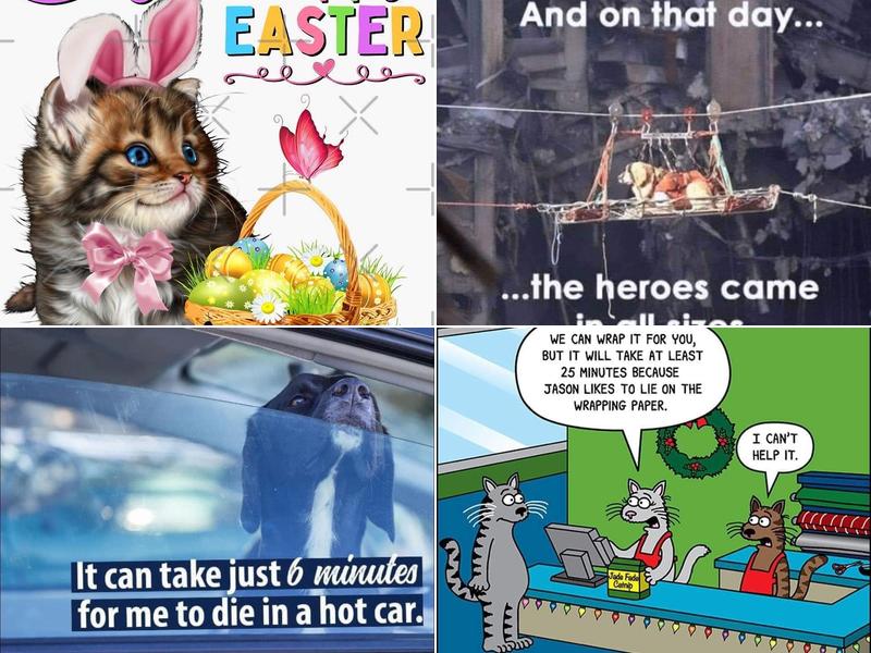 Terrence L. Maskol, DVM - Dundalk Animal Hospital