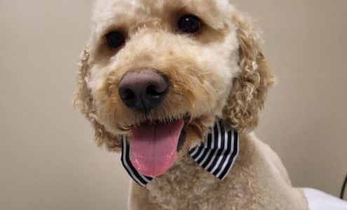 Clint Fuzzy Friends Spa 100 S San Elizario Rd n, Clint Texas 79836