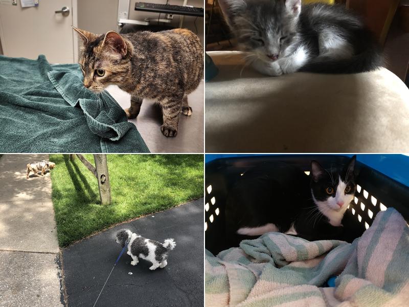 Fort Meade Veterinary Treatment Facility