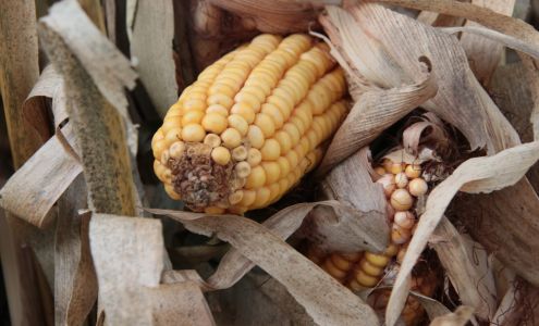 The Board Shoppe Mineral Point