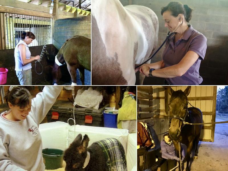 Horizon Equine Vet Services LLC