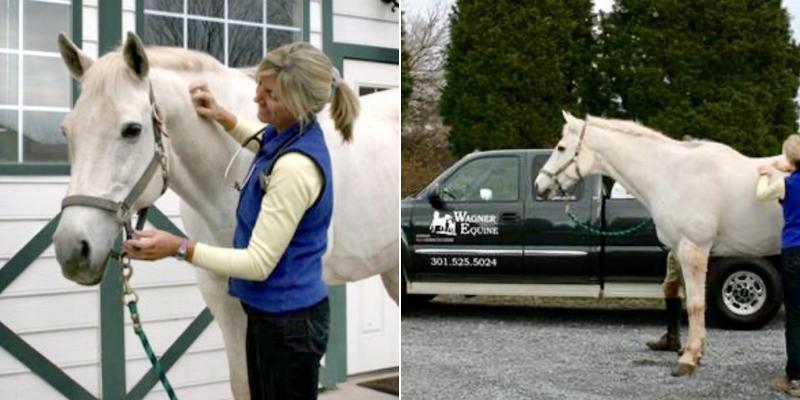 Wagner Equine Veterinary Services