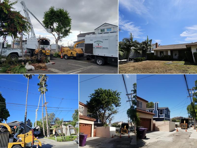 Paez Tree Service