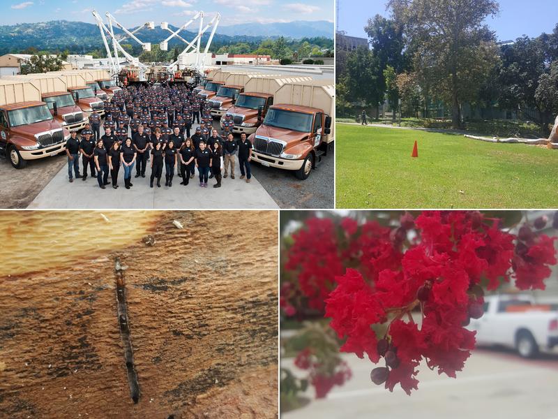 Great Scott Tree Care